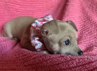 Bitsy Blue, a female Chihuahua for sale in Park Hill, OK – Photo 6 of 6