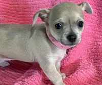 Bitsy Blue, a female Chihuahua for sale in Wichita, KS – Photo 2 of 7