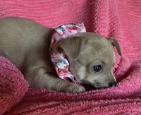 Bitsy Blue, a female Chihuahua for sale in Park Hill, OK – Photo 5 of 6