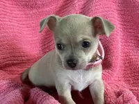 Bitsy Blue, a female Chihuahua for sale in Wichita, KS – Photo 3 of 7