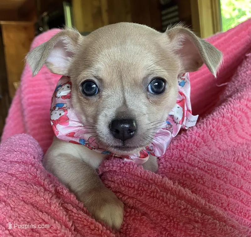 Bitsy Blue – Chihuahua puppy for sale in Park Hill, OK