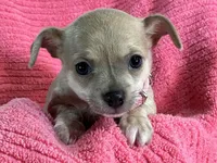 Bitsy Blue, a female Chihuahua for sale in Wichita, KS – Photo 5 of 7