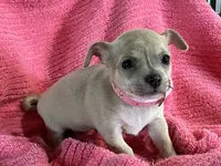Bitsy Blue, a female Chihuahua for sale in Wichita, KS – Photo 7 of 7