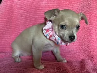 Bitsy Blue, a female Chihuahua for sale in Park Hill, OK – Photo 4 of 6