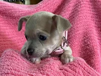 Bitsy Blue, a female Chihuahua for sale in Wichita, KS – Photo 4 of 7