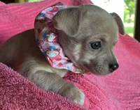 Bitsy Blue, a female Chihuahua for sale in Park Hill, OK – Photo 2 of 6