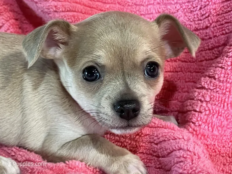 Bitsy Blue – Chihuahua puppy for sale in Wichita, KS