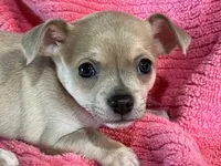 Bitsy Blue, a female Chihuahua for sale in Wichita, KS – Photo 1 of 7
