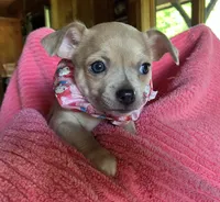 Bitsy Blue, a female Chihuahua for sale in Park Hill, OK – Photo 3 of 6