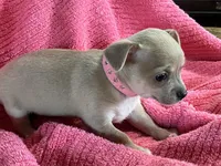Bitsy Blue, a female Chihuahua for sale in Wichita, KS – Photo 6 of 7