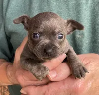 Rico Blue, a male Chihuahua for sale in Tahlequah, OK – 4 of 7