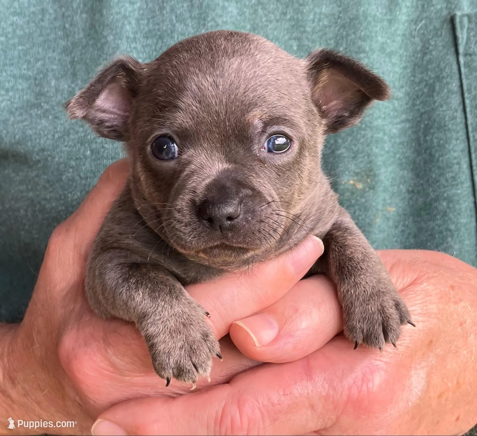 Rico Blue, a male Chihuahua for sale in Joplin, MO – Photo 1 of 4