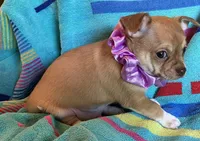 Benny Boy, a male Chihuahua for sale in Park Hill, OK – 5 of 5