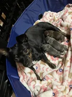 Rico Blue Coat, a male Chihuahua for sale in Bella Vista, AR – 4 of 5