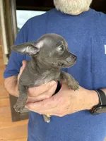 Rico - Blue Boy, a male Chihuahua for sale in Tahlequah, OK – 6 of 8