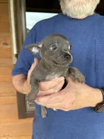 Rico - Blue Boy, a male Chihuahua for sale in Tahlequah, OK – 8 of 8