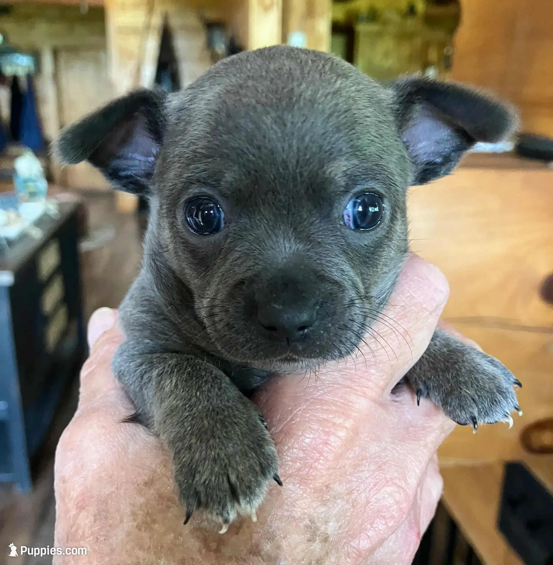 Rico Blue Coat, a male Chihuahua for sale in Bella Vista, AR – 3 of 5