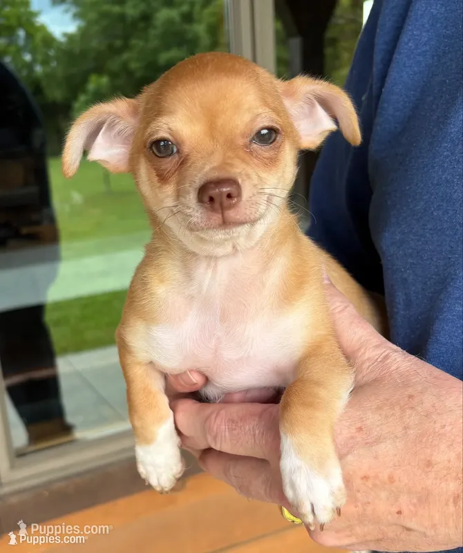 Smiley Benny Boy – Chihuahua puppy for sale in Tahlequah, OK