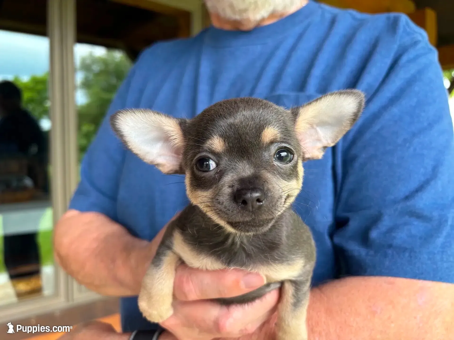 Chica ~ Blue & Cream girl , a female Chihuahua for sale in Tahlequah, OK – 2 of 8