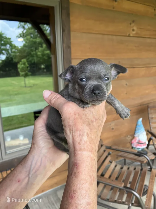 Rico - Lavender Coat , a male Chihuahua for sale in Joplin, MO – Photo 1 of 4