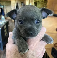 Rico Boy, a male Chihuahua for sale in Coffeyville, KS – Photo 1 of 3