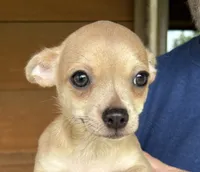 Bitsy ~ Cream Girl , a female Chihuahua for sale in Tahlequah, OK – 1 of 10