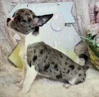 Chica - Tricolor, a female Chihuahua for sale in Tahlequah, OK – 2 of 2