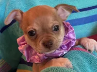 Benny Boy, a male Chihuahua for sale in Park Hill, OK – 3 of 5