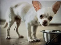 Chica ~ Blue & Cream girl , a female Chihuahua for sale in Park Hill, OK – 8 of 8