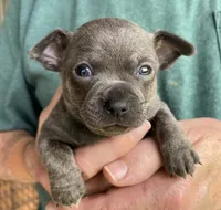 Rico Blue, a male Chihuahua for sale in Tahlequah, OK – 5 of 7