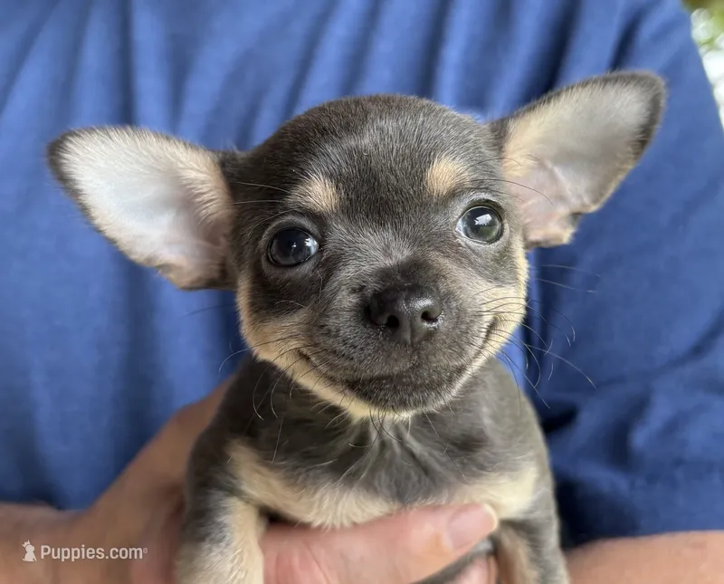 Chica ~ Blue & Cream girl  – Chihuahua puppy for sale in Tahlequah, OK