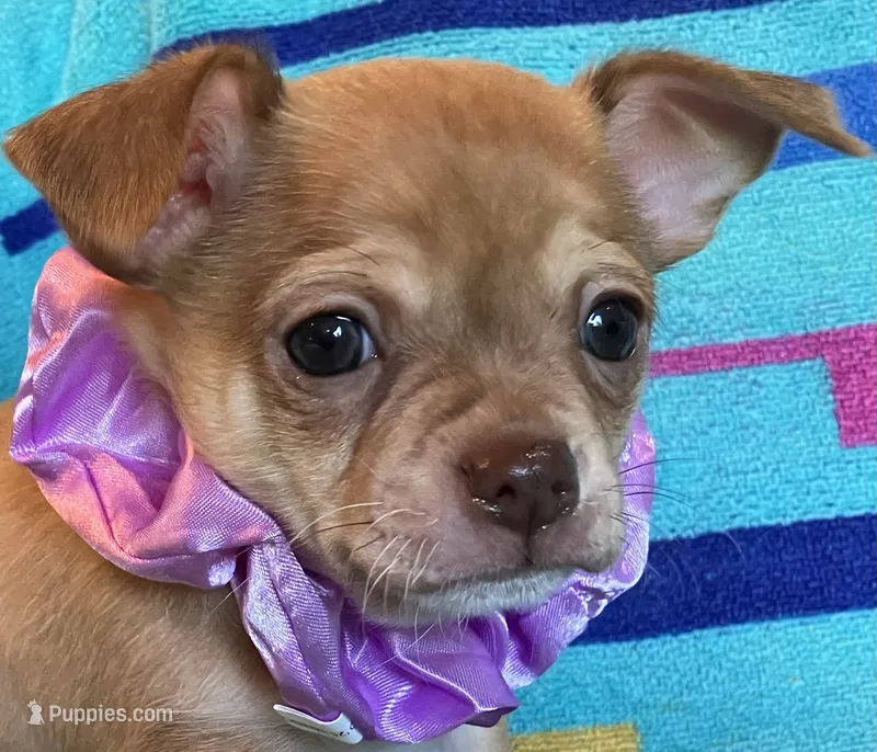Benny Boy – Chihuahua puppy for sale in Tahlequah, OK