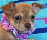 Benny Boy, a male Chihuahua for sale in Park Hill, OK – 2 of 5