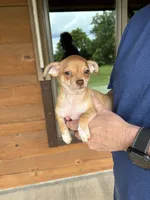 Smiley Benny Boy, a male Chihuahua for sale in Tahlequah, OK – 3 of 10