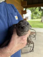 Rico - Blue Boy, a male Chihuahua for sale in Tahlequah, OK – 7 of 8