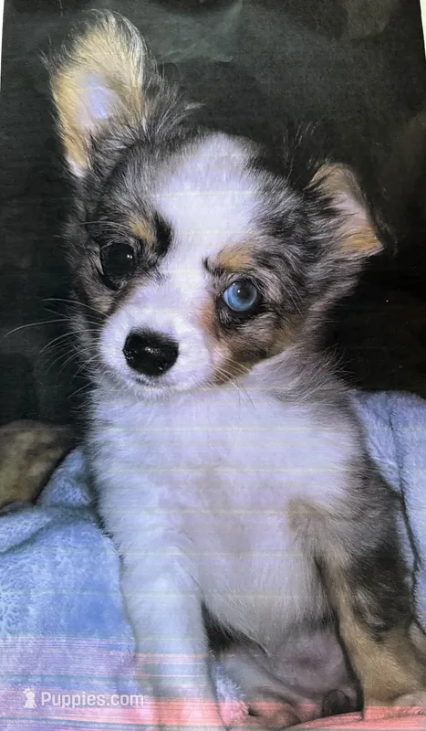 Roxy - Blue Merle – Chihuahua puppy for sale in Tahlequah, OK