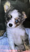 Roxy - Blue Merle, a female Chihuahua for sale in Tahlequah, OK – 1 of 1