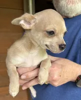 Bitsy ~ Cream Girl , a female Chihuahua for sale in Tahlequah, OK – 2 of 10