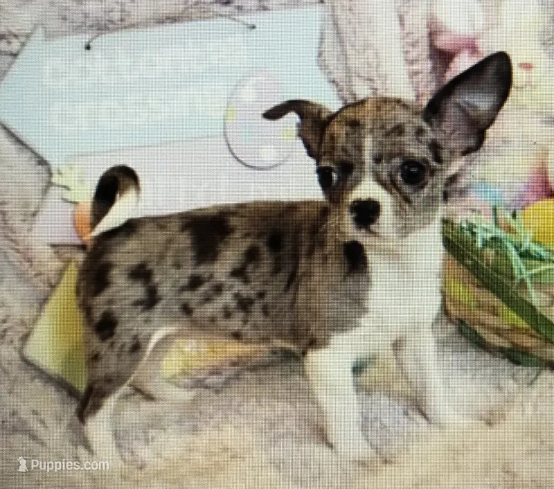 Chica - Tricolor – Chihuahua puppy for sale in Tahlequah, OK