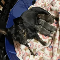 Chica ~ Blue & Cream girl , a female Chihuahua for sale in Park Hill, OK – 7 of 8