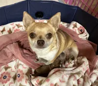 Bitsy ~ Cream Girl , a female Chihuahua for sale in Bella Vista, AR – 9 of 9