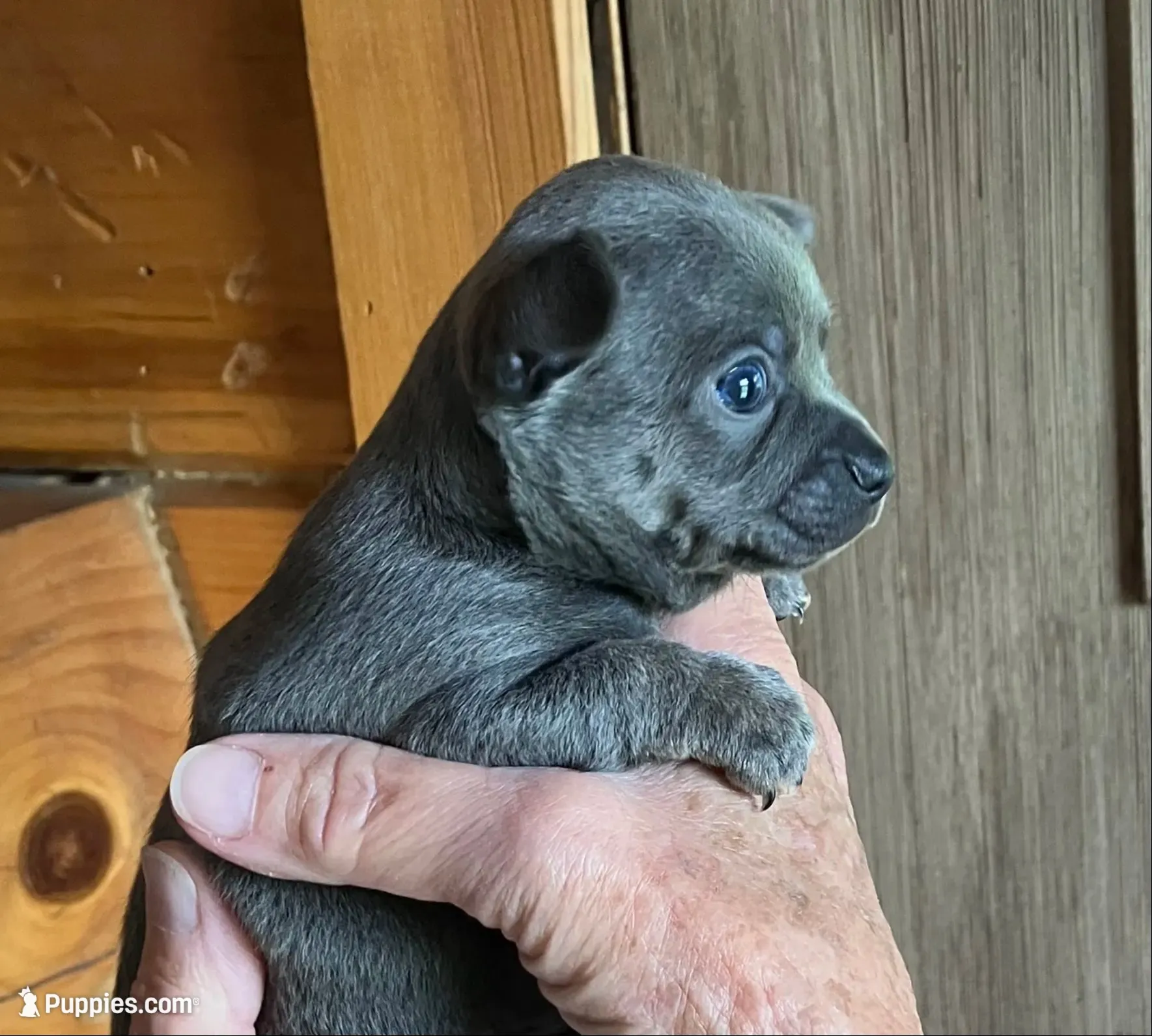 Rico Blue Coat, a male Chihuahua for sale in Bella Vista, AR – 2 of 5