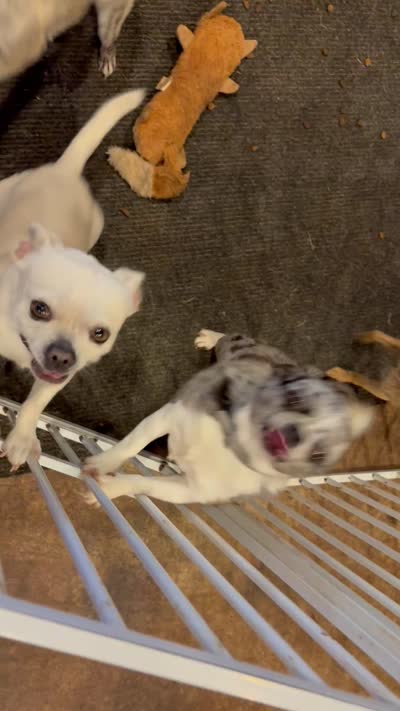 Chica - Tricolor (ON HOLD) , a female Chihuahua for sale in Tahlequah, OK – 4 of 4