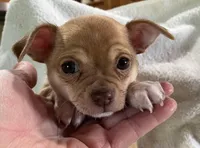 Benny Boy, a male Chihuahua for sale in Wichita, KS – Photo 1 of 6