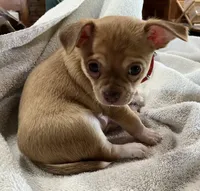 Benny Boy, a male Chihuahua for sale in Wichita, KS – Photo 6 of 6