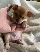 Benny Boy, a male Chihuahua for sale in Wichita, KS – Photo 5 of 6