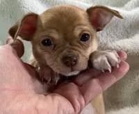 Benny Boy, a male Chihuahua for sale in Wichita, KS – Photo 4 of 6