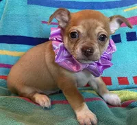 Benny Boy, a male Chihuahua for sale in Park Hill, OK – Photo 1 of 4