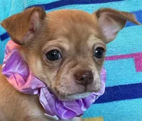 Benny Boy, a male Chihuahua for sale in Park Hill, OK – Photo 2 of 4