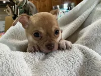 Benny Boy, a male Chihuahua for sale in Wichita, KS – Photo 3 of 6